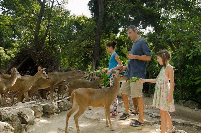 El venado cola blanca de Yucatán