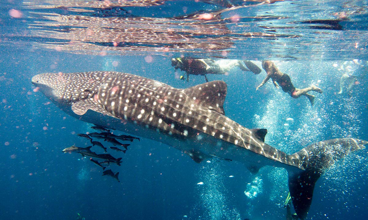 tiburón ballena