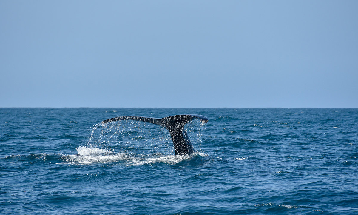 temporada de avistamiento de ballenas