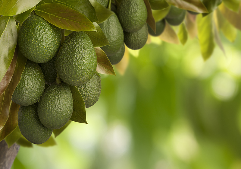 aguacates y guacamole