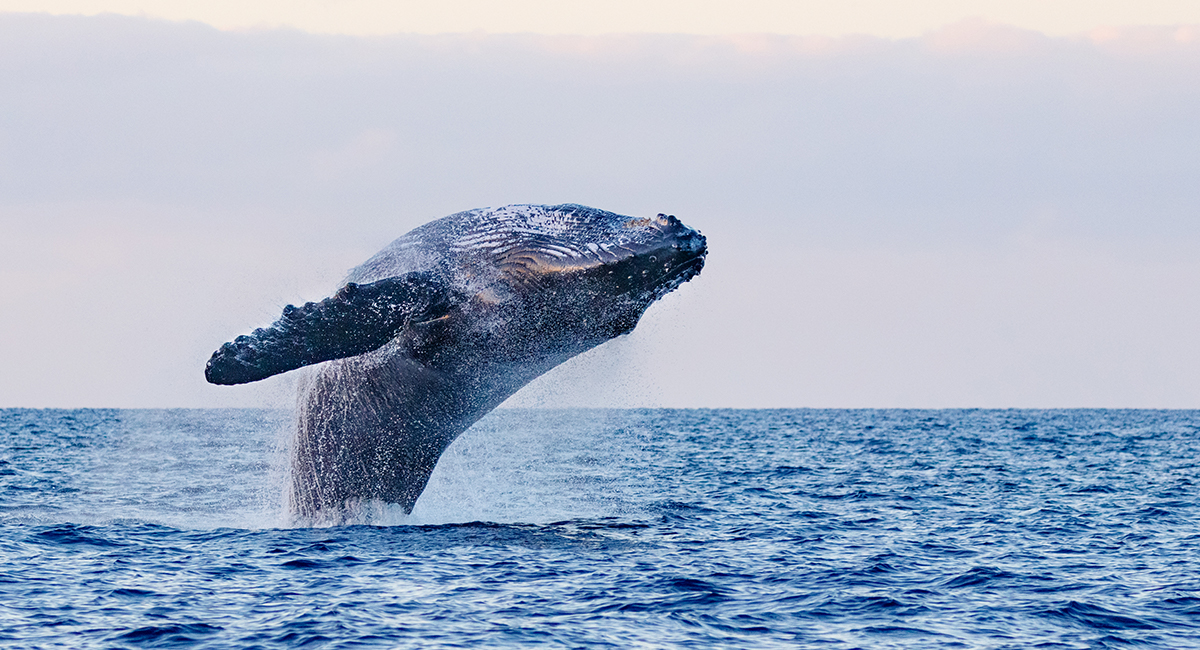 Avistamiento de Ballenas en Los Cabos