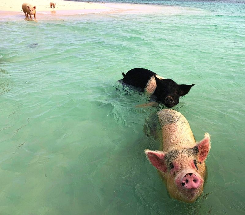 cerdos nadando en el océano | pig beach mexico, progreso península de yucatán