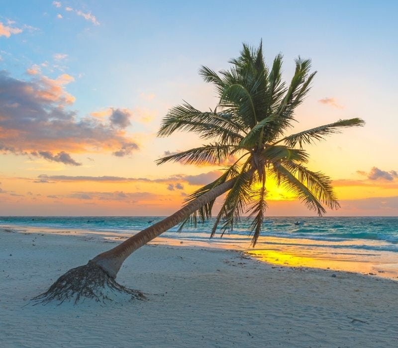 playa paraiso playa tulum palmera inclinada | las mejores playas de mexico