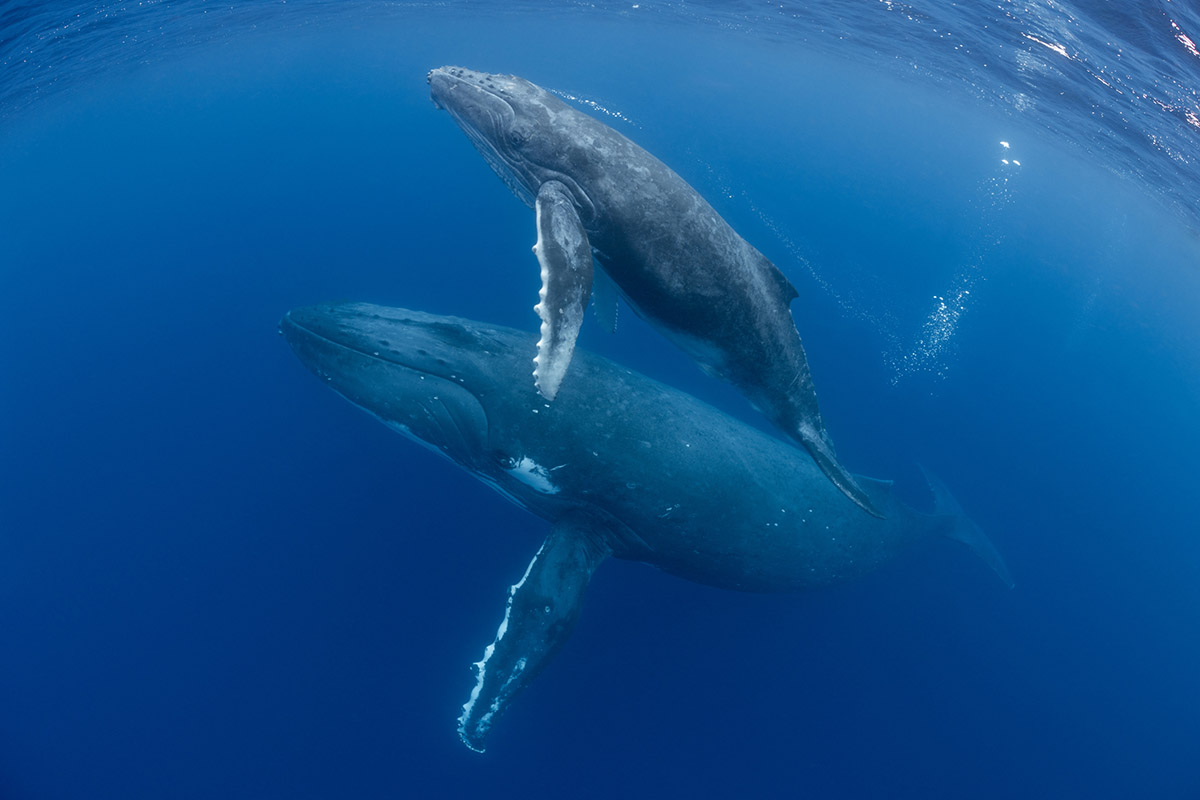 ballenas