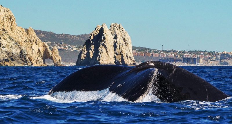 Avistamiento de Ballenas en Los Cabos