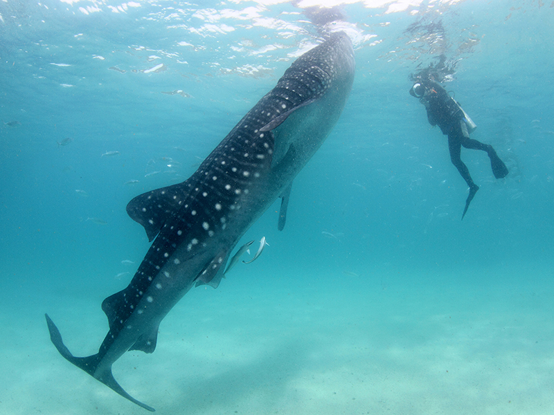 Licenciatura Aventura en Los Cabos