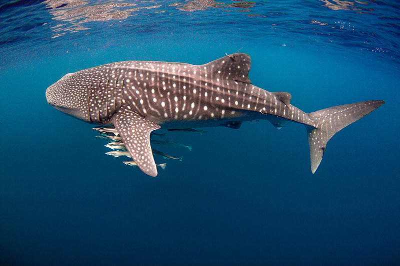 Tiburones ballena